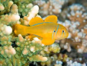 Citron Clown Goby