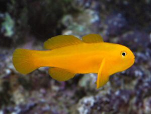 Yellow Clown Goby