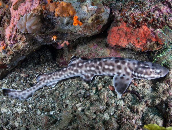 Coral Cat Shark