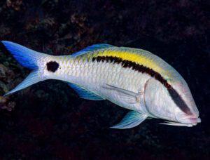 Dash-Dot Goatfish