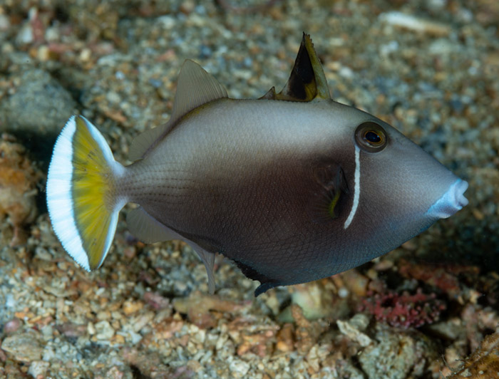 Whitetip (Flagtail) Triggerfish - Custom Marine Aquaria