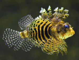 Fuzzy Dwarf Lionfish