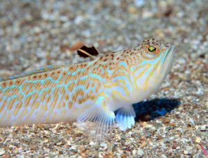 Weever Goby