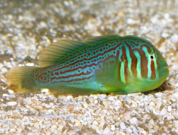 Green Clown Goby