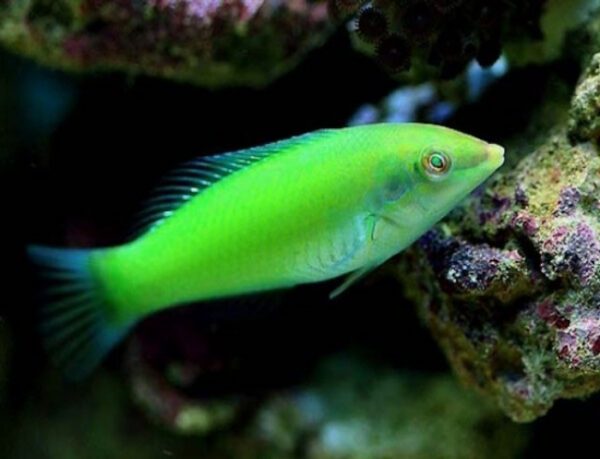 Green Coris Wrasse