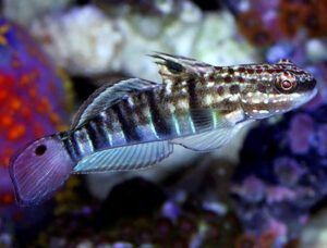 (Harbor) Sleeper Banded Goby