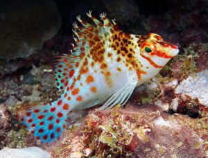 Pixy/Spotted (Falco) Hawkfish