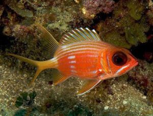 Longspine Squirrelfish