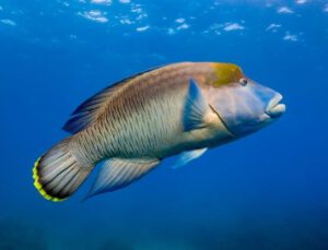 Maori Wrasse