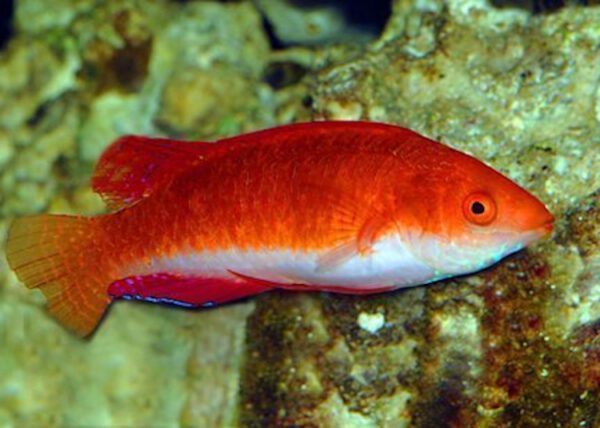 Red Fin Fairy Wrasse