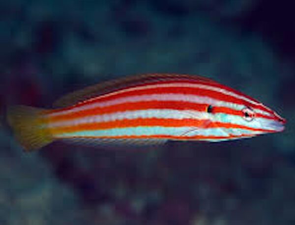 Orange Stripe Wrasse