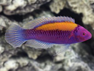 Lubbock Fairy Wrasse, orange back fairy wrasse