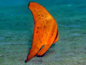 Orbicular Batfish