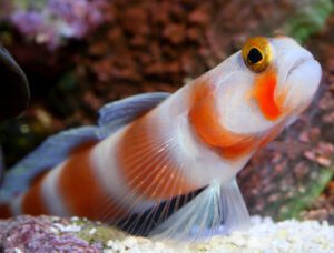 Pink Bar Shrimp Goby