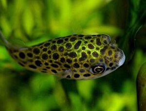 Green Spotted Puffer