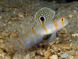 Randall's Prawn Goby