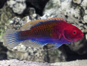 Red & Blue Fairy Wrasse