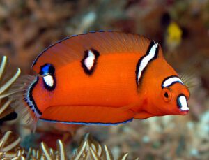 Red Coris Wrasse (Juvenile)