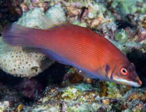 Scarlet Pinstripe Wrasse