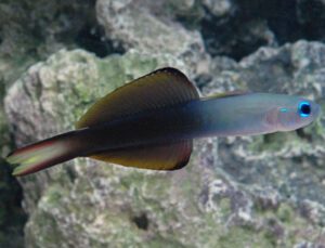 Scissortail Dartfish