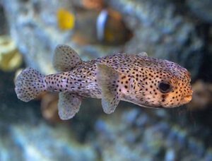 Spot-Fin Spiny Puffer