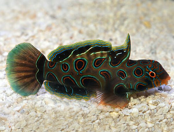 Spotted (Target) Mandarin Goby