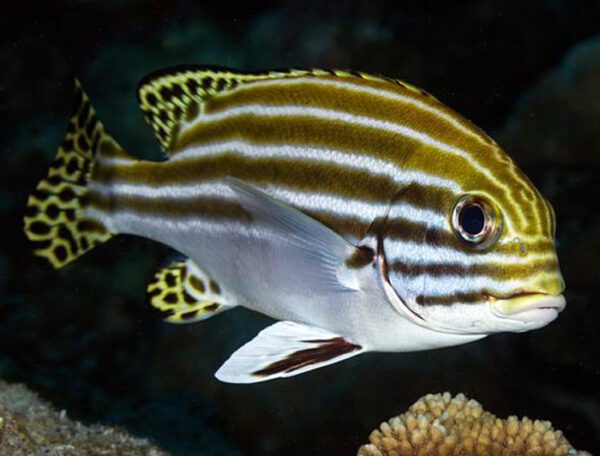 Striped Sweetlips