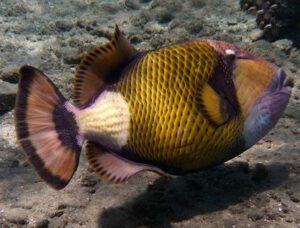 Titan Triggerfish Adult