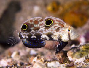 Twin Spot Signal Goby