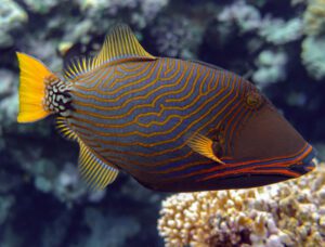 Undulated Triggerfish