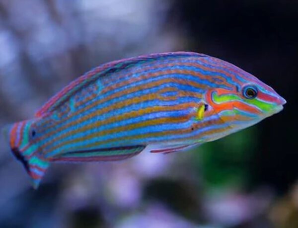 Wardley Wrasse