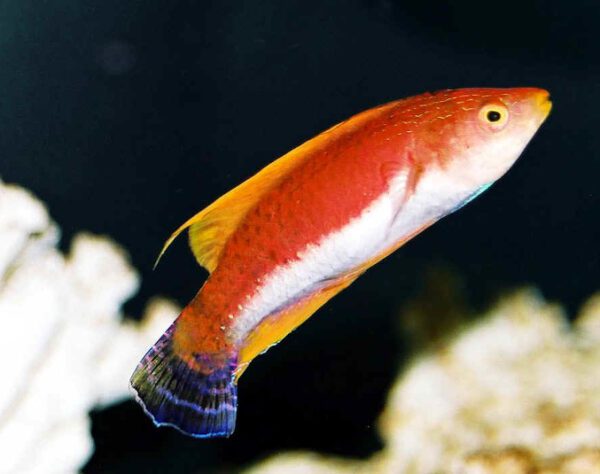 Longfin Fairy Wrasse