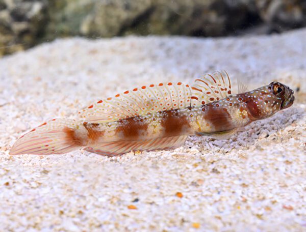 Wide Barred Shrimp Goby