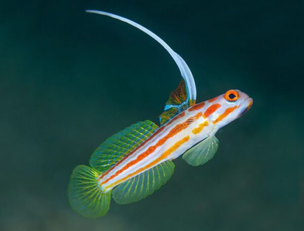 Yasha Shrimp Goby