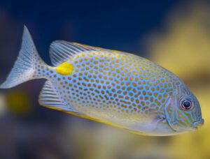 Yellow Spot Rabbitfish